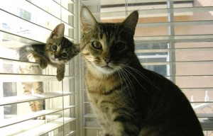 Familia gatuna