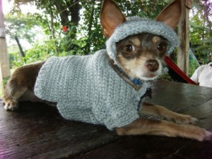 perrito2